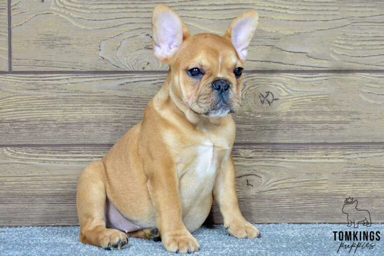 Rosa, available French Bulldog puppy at TomKings Puppies