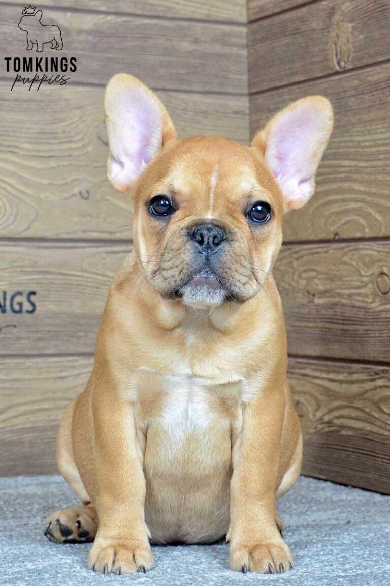 Rosa, available French Bulldog puppy at TomKings Puppies