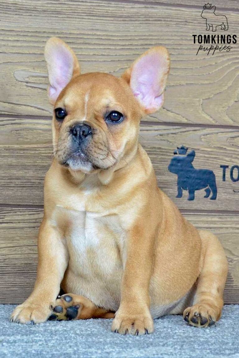 Rosa, available French Bulldog puppy at TomKings Puppies