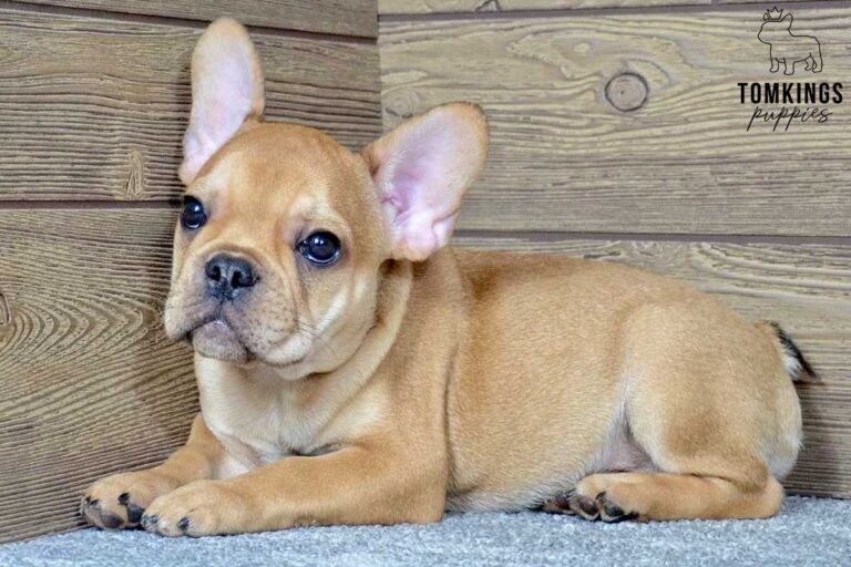 Talula, available French Bulldog puppy at TomKings Puppies