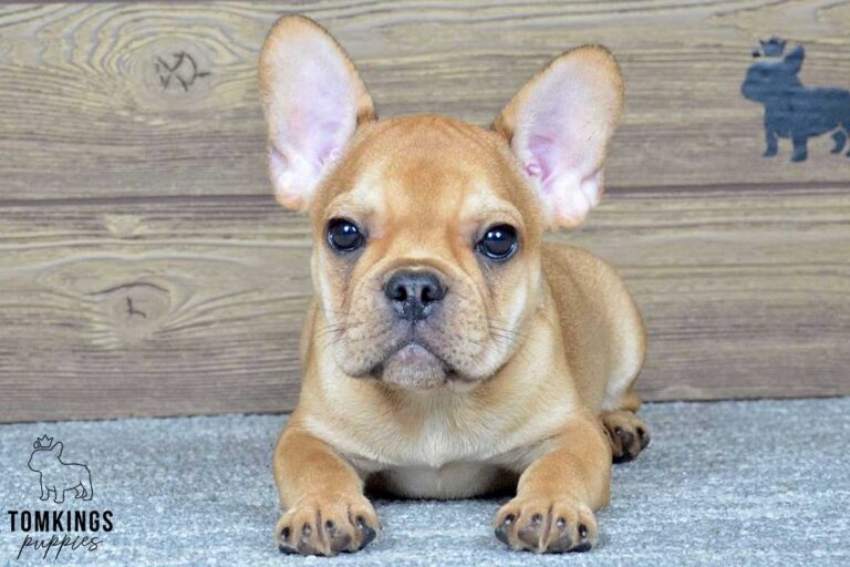 Talula, available French Bulldog puppy at TomKings Puppies