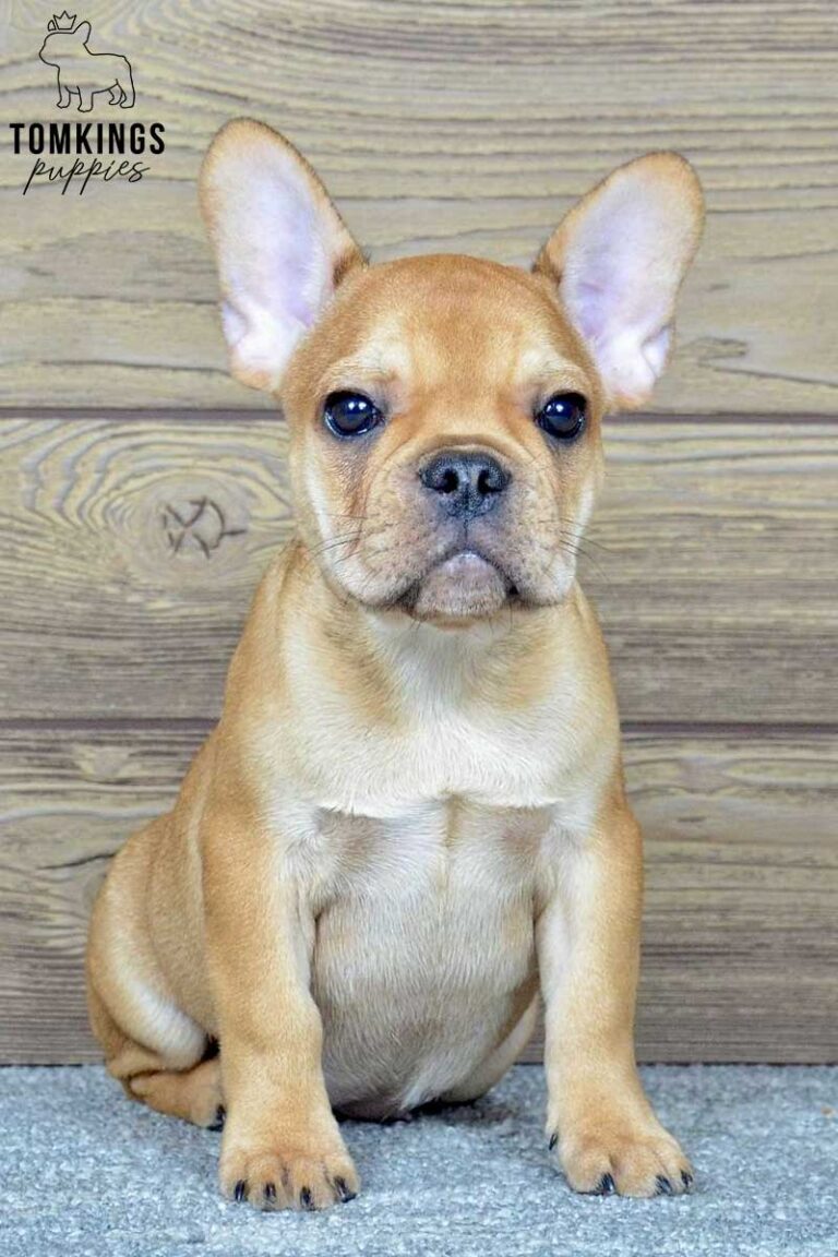 Talula, available French Bulldog puppy at TomKings Puppies