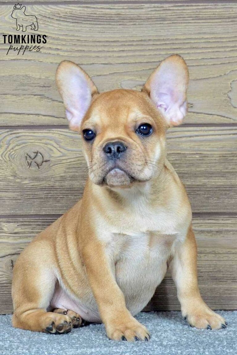 Talula, available French Bulldog puppy at TomKings Puppies