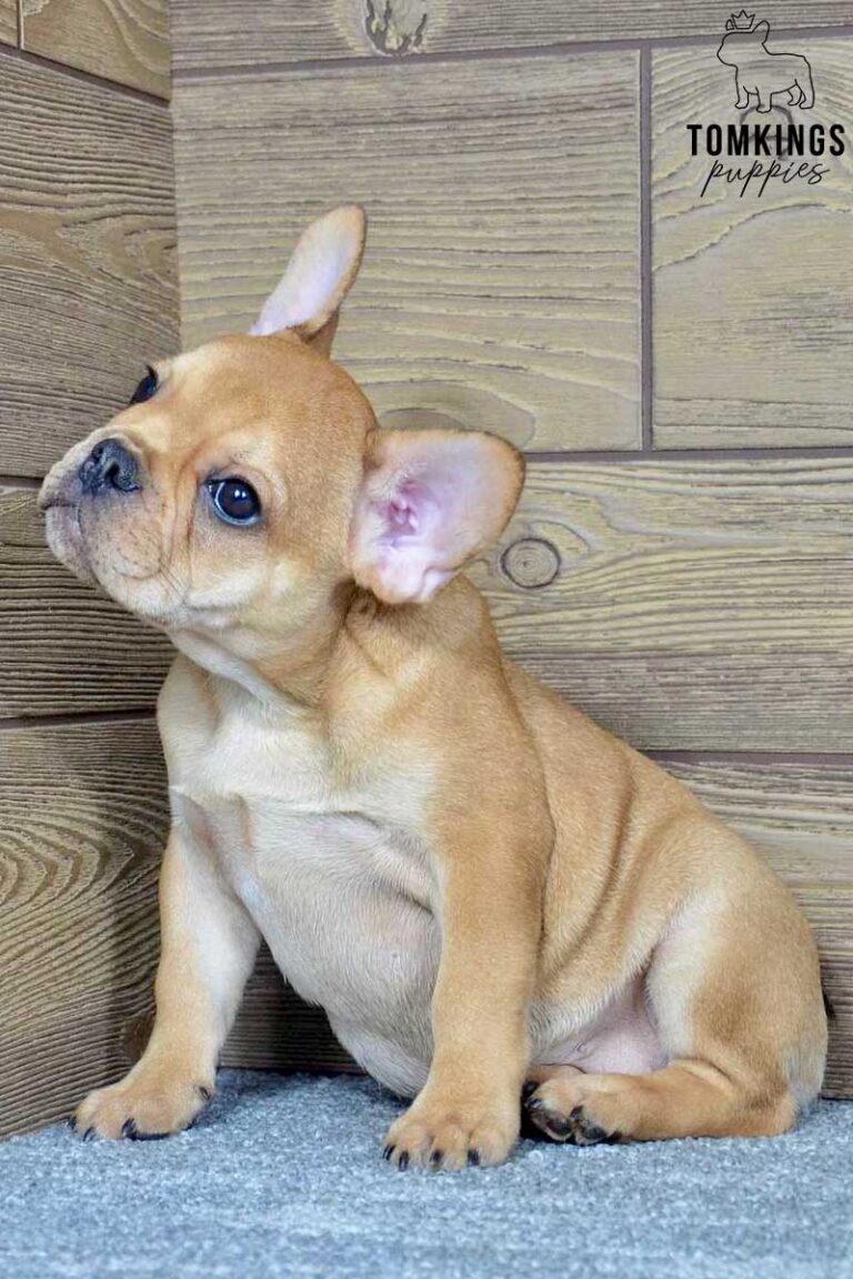 Talula, available French Bulldog puppy at TomKings Puppies