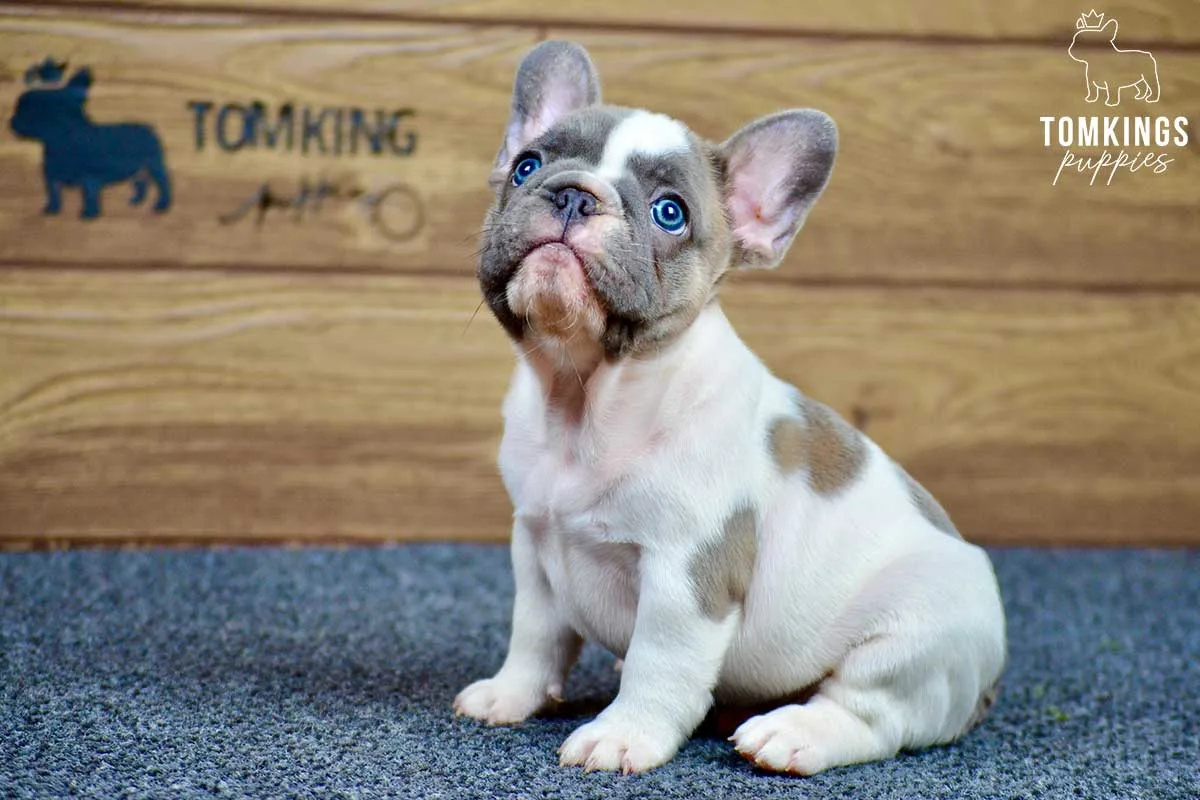 French bulldog for sale in Tampa