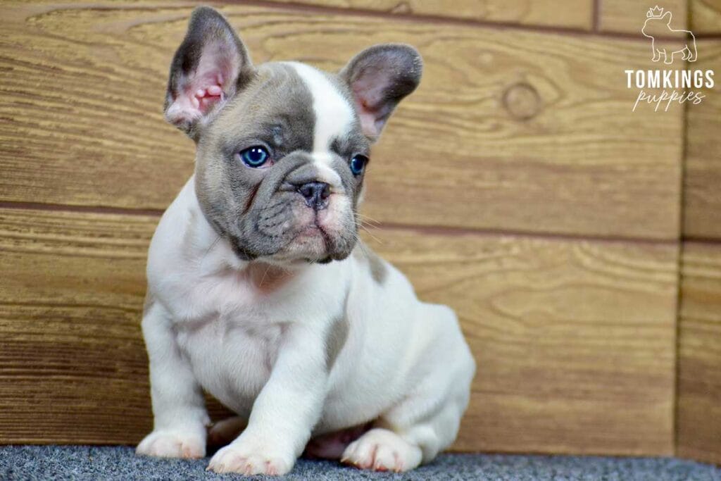 Adonis, available French Bulldog puppy at TomKings Puppies