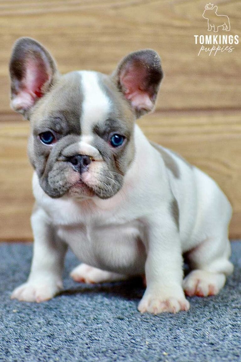 Adonis, available French Bulldog puppy at TomKings Puppies