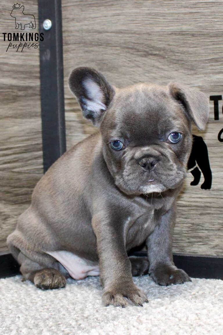 Anna, available French Bulldog puppy at TomKings Puppies