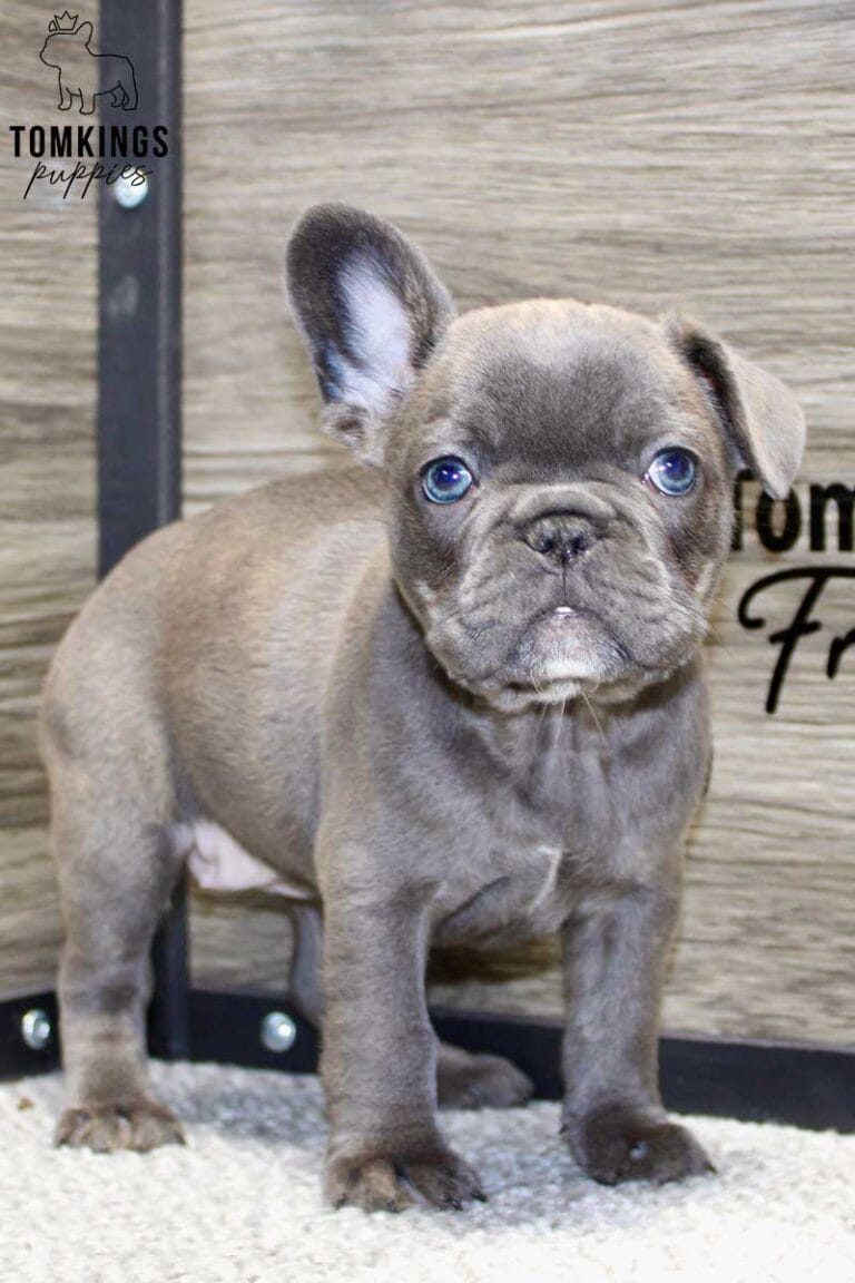 Anna, available French Bulldog puppy at TomKings Puppies