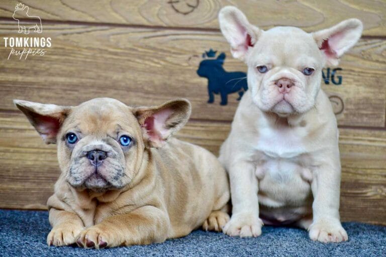 Auberon, available French Bulldog puppy at TomKings Puppies