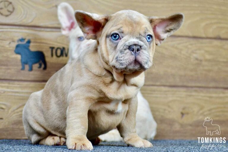 Auberon, available French Bulldog puppy at TomKings Puppies