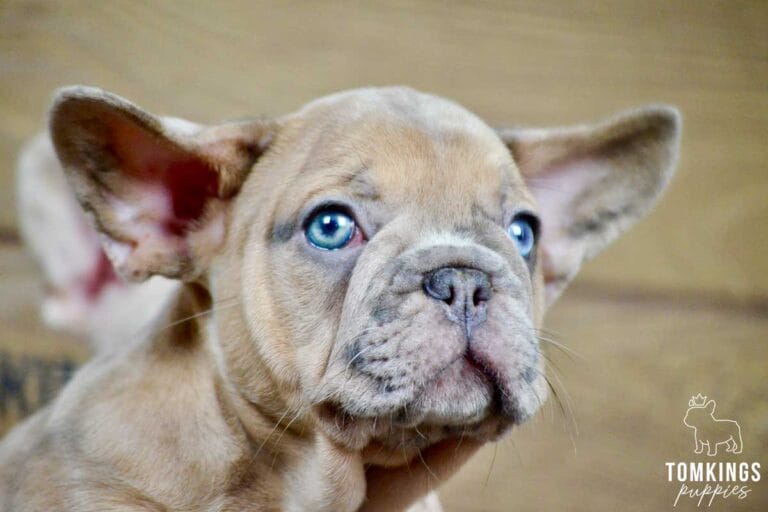 Auberon, available French Bulldog puppy at TomKings Puppies