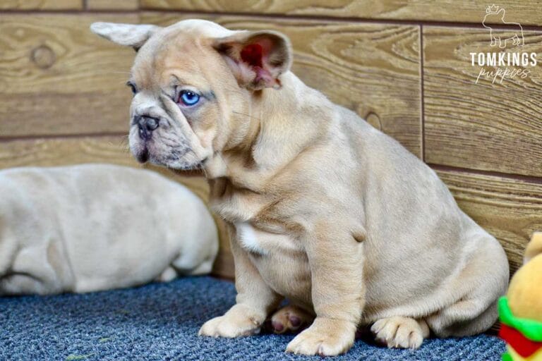 Auberon, available French Bulldog puppy at TomKings Puppies