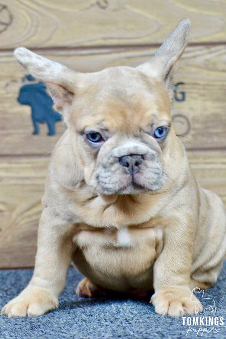 Auberon, available French Bulldog puppy at TomKings Puppies