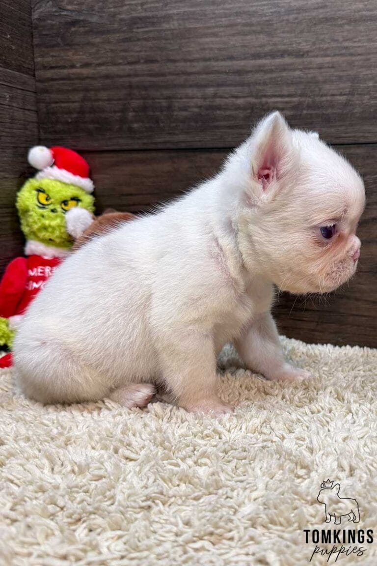 Bonnie, available French Bulldog puppy at TomKings Puppies