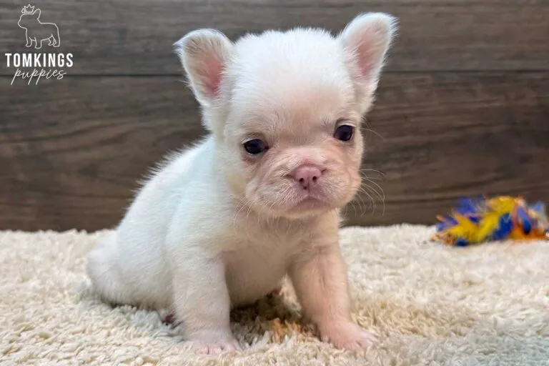 Bonnie, available French Bulldog puppy at TomKings Puppies