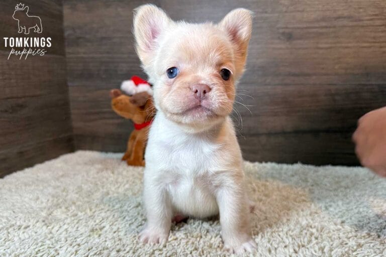 Cashmere, available French Bulldog puppy at TomKings Puppies