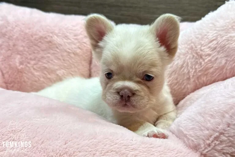 Cashmere, available French Bulldog puppy at TomKings Puppies