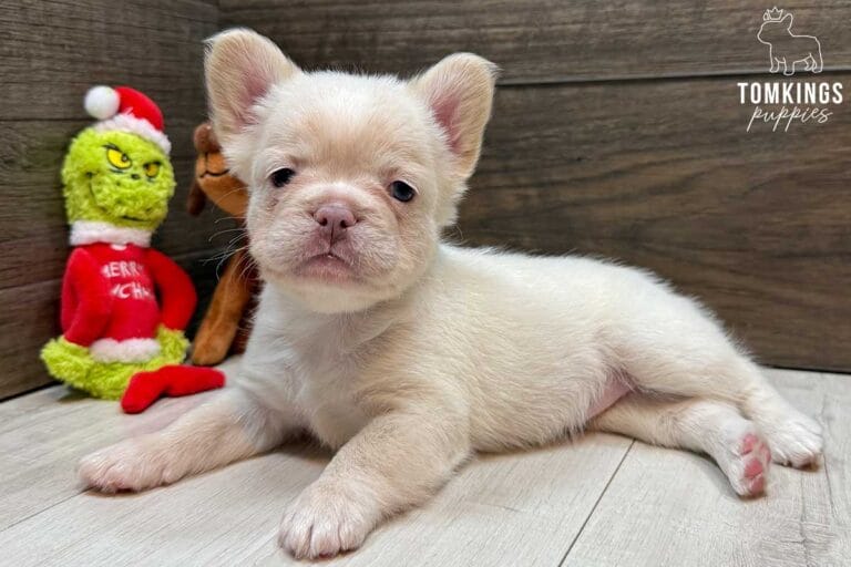 Cashmere, available French Bulldog puppy at TomKings Puppies