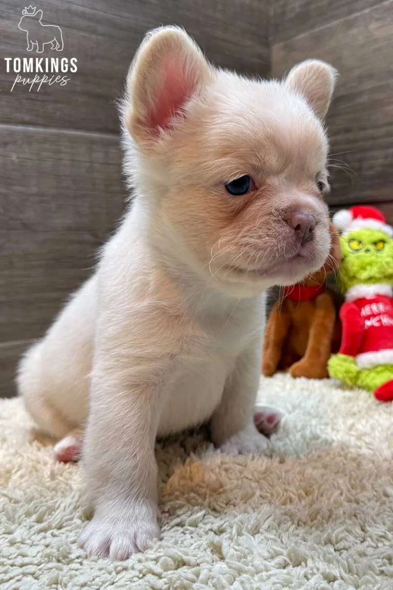 Cashmere, available French Bulldog puppy at TomKings Puppies