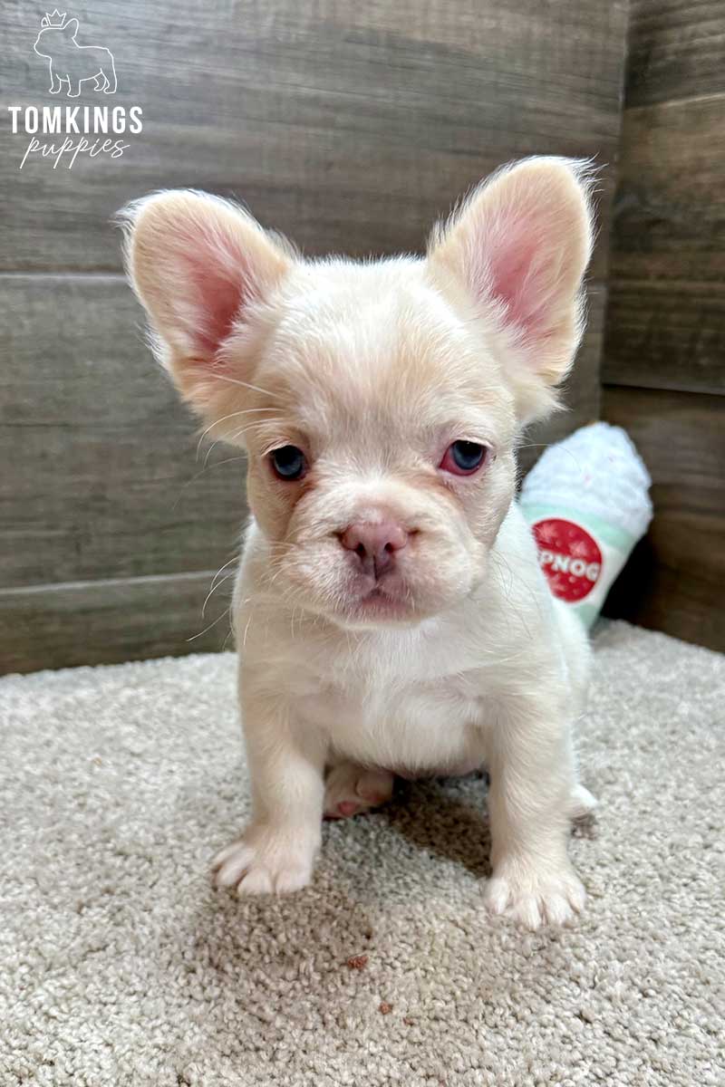 Cashmere, available French Bulldog puppy at TomKings Puppies