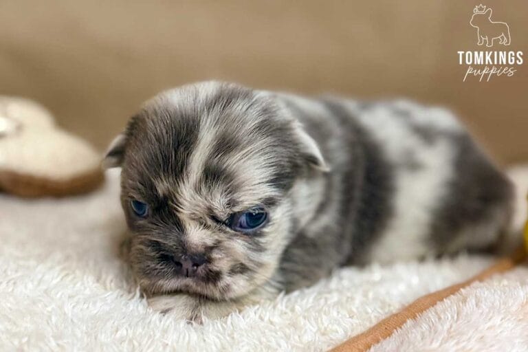 Chanel, available French Bulldog puppy at TomKings Puppies