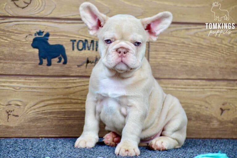 Coralie, available French Bulldog puppy at TomKings Puppies