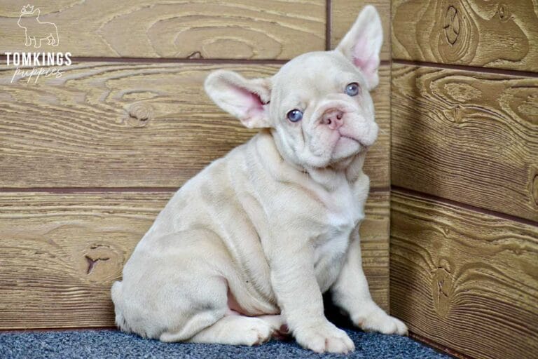 Coralie, available French Bulldog puppy at TomKings Puppies