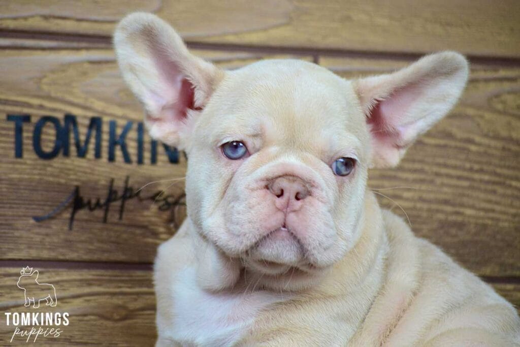 Coralie, available French Bulldog puppy at TomKings Puppies