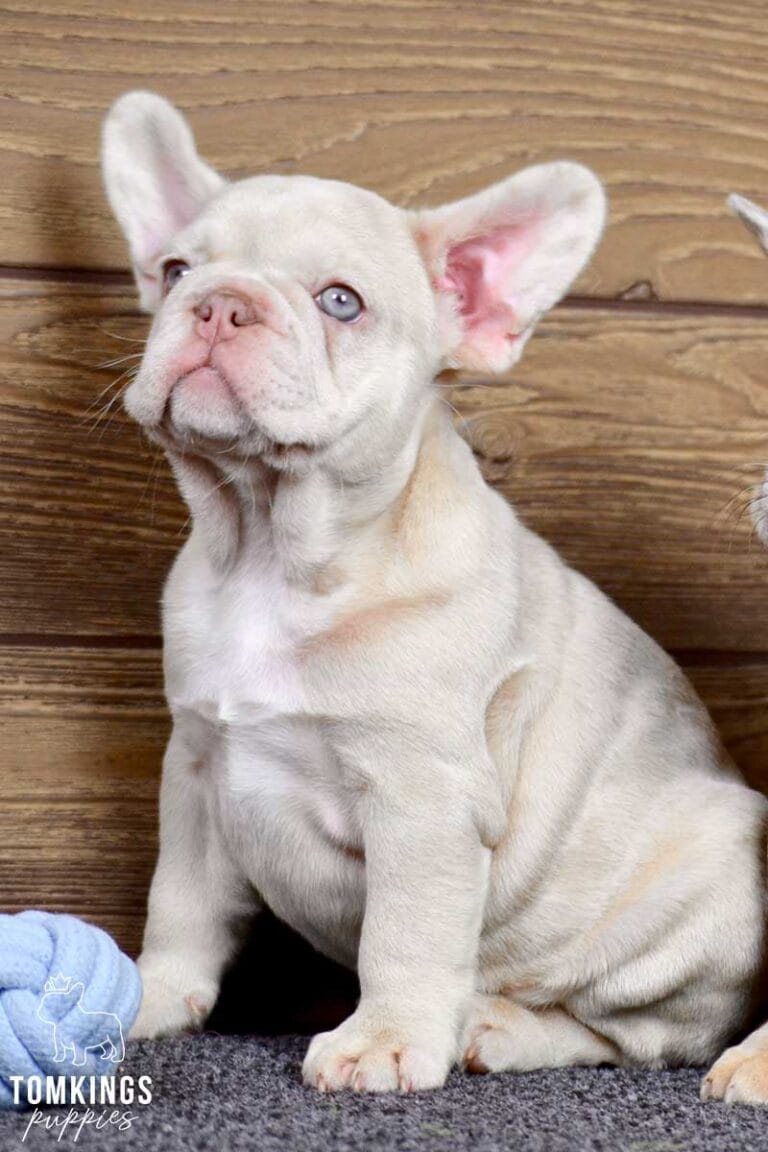 Coralie, available French Bulldog puppy at TomKings Puppies