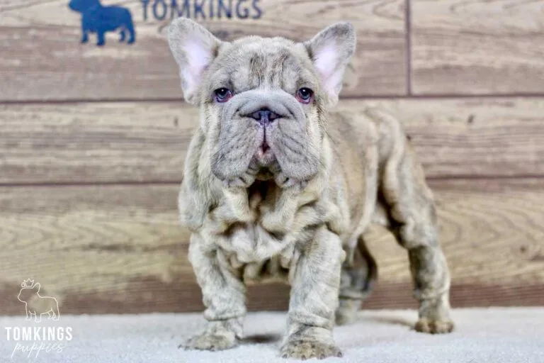 Daniel, available French Bulldog puppy at TomKings Puppies