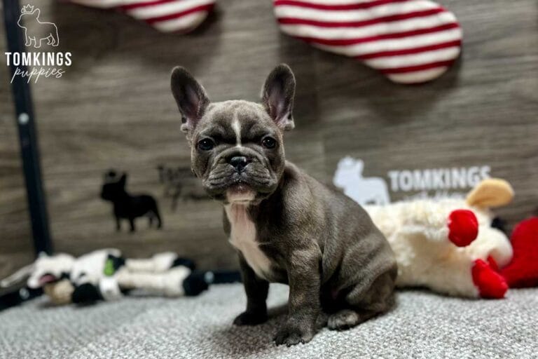 Faith, available French Bulldog puppy at TomKings Puppies