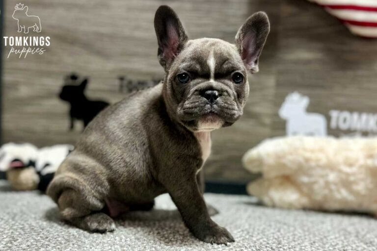 Faith, available French Bulldog puppy at TomKings Puppies