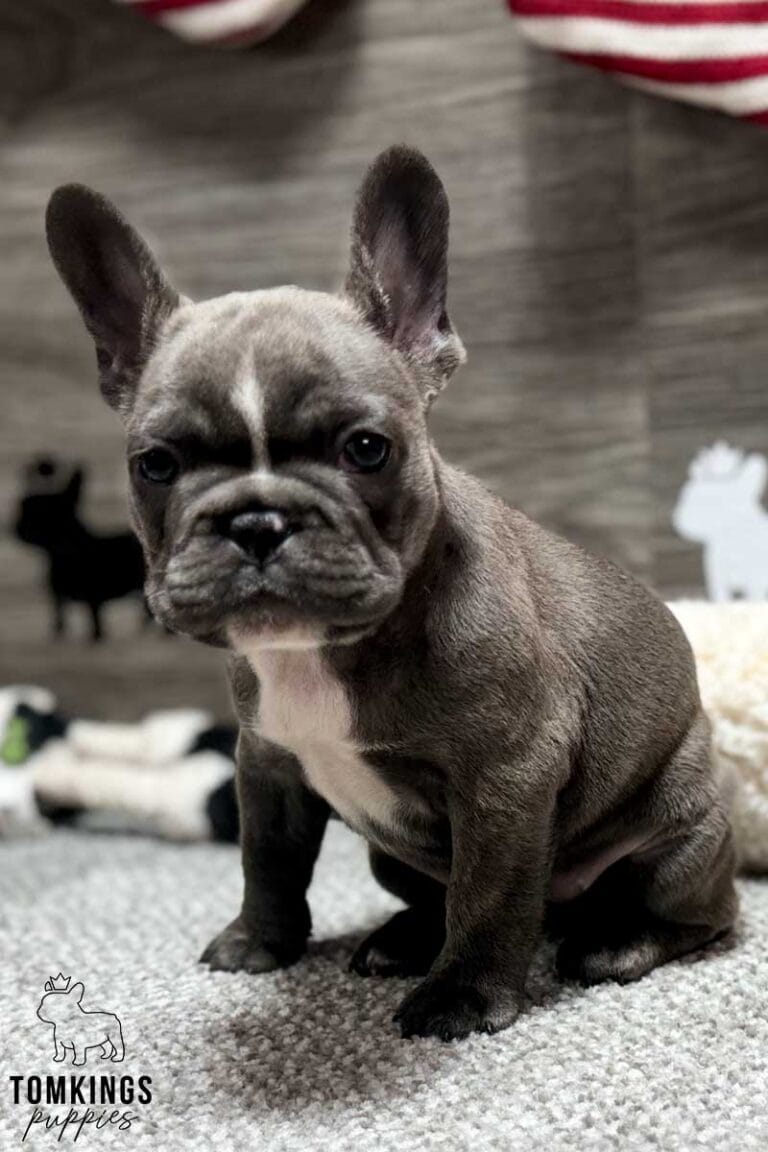 Faith, available French Bulldog puppy at TomKings Puppies