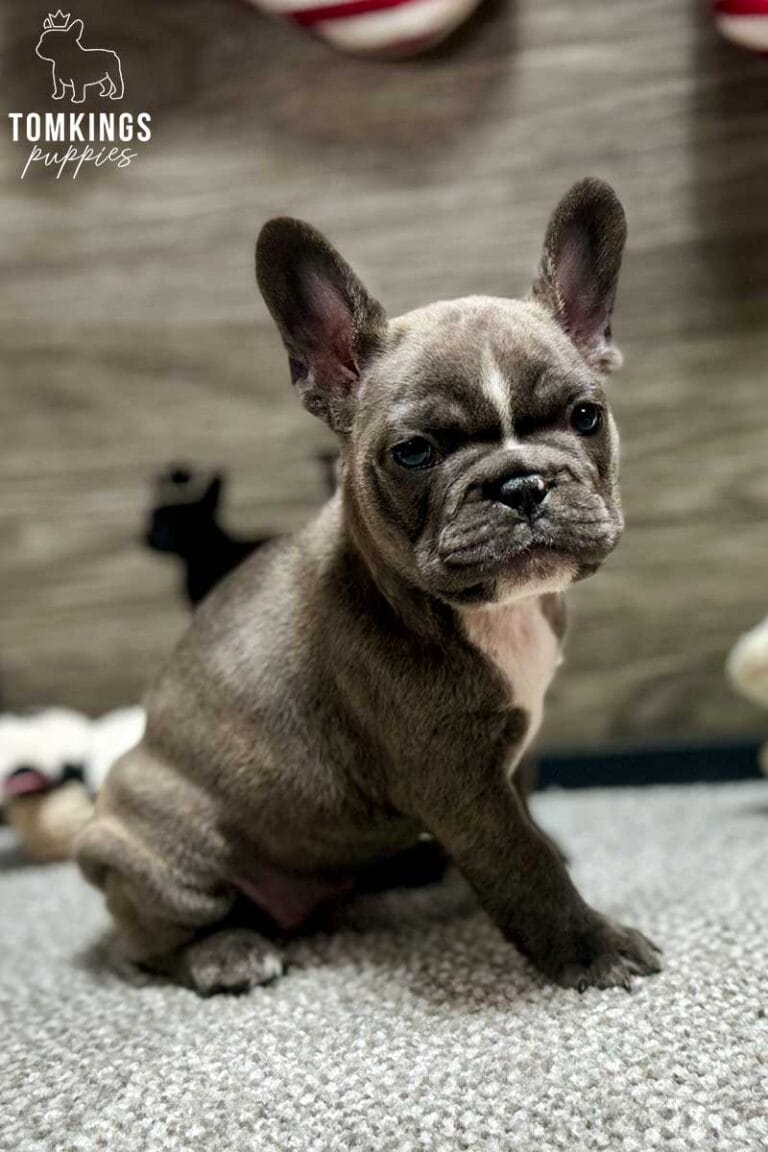 Faith, available French Bulldog puppy at TomKings Puppies