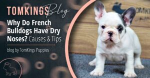 Why Do French Bulldogs Have Dry Noses? Causes & Tips - TomKings Puppies Blog