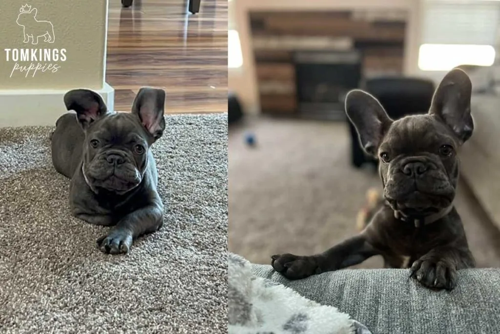 French Bulldog Ears Down: Is It Normal? - TomKings Blog