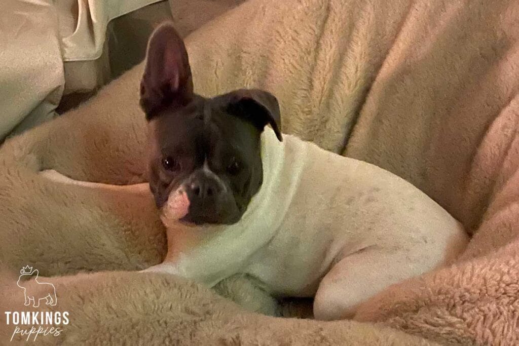 French Bulldog Ears Down: Is It Normal? - TomKings Blog