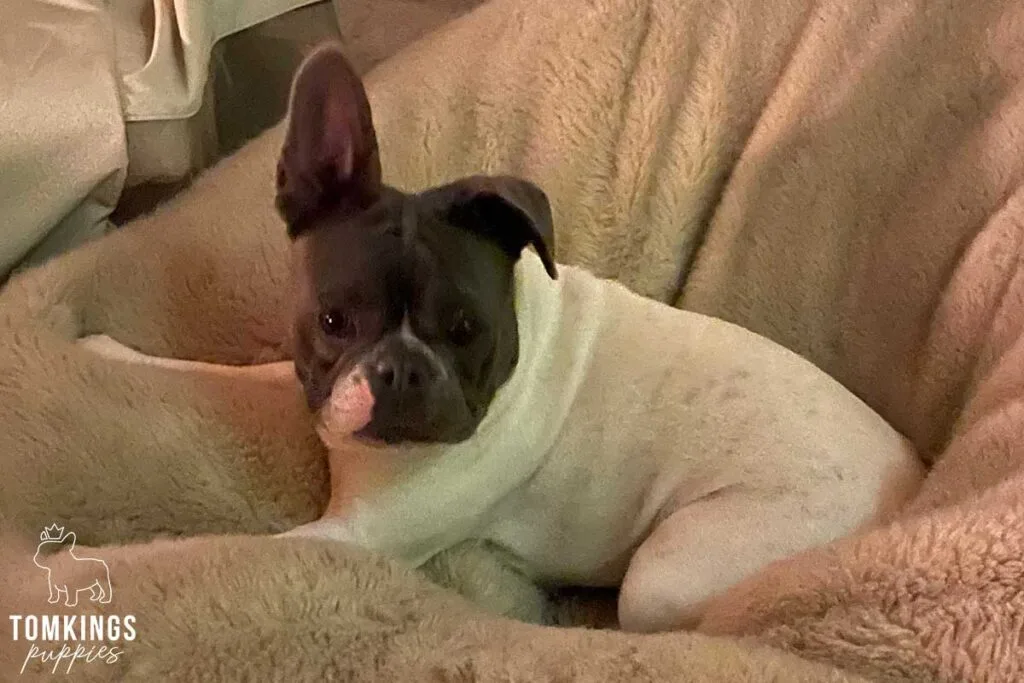 French Bulldog Ears Down: Is It Normal? - TomKings Blog