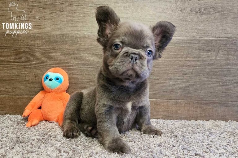 Georgie, available Fluffy French Bulldog puppy at TomKings Puppies