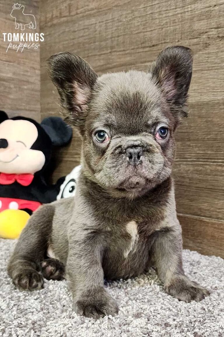 Georgie, available Fluffy French Bulldog puppy at TomKings Puppies