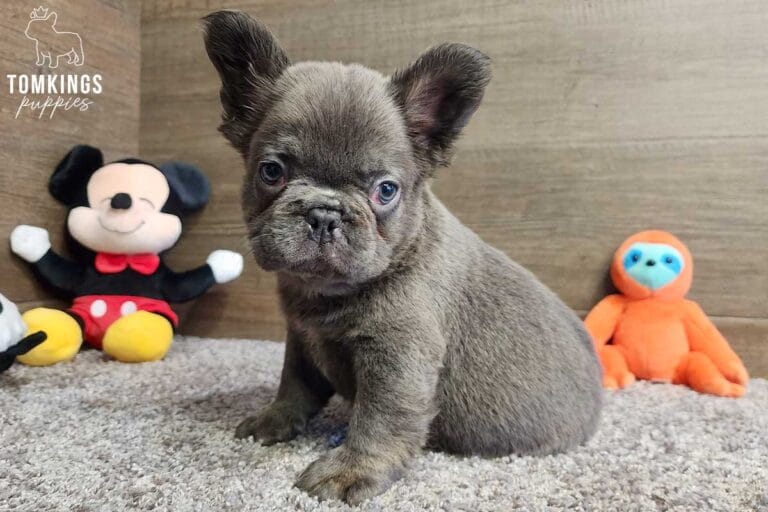 Georgie, available Fluffy French Bulldog puppy at TomKings Puppies