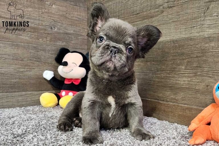 Georgie, available Fluffy French Bulldog puppy at TomKings Puppies