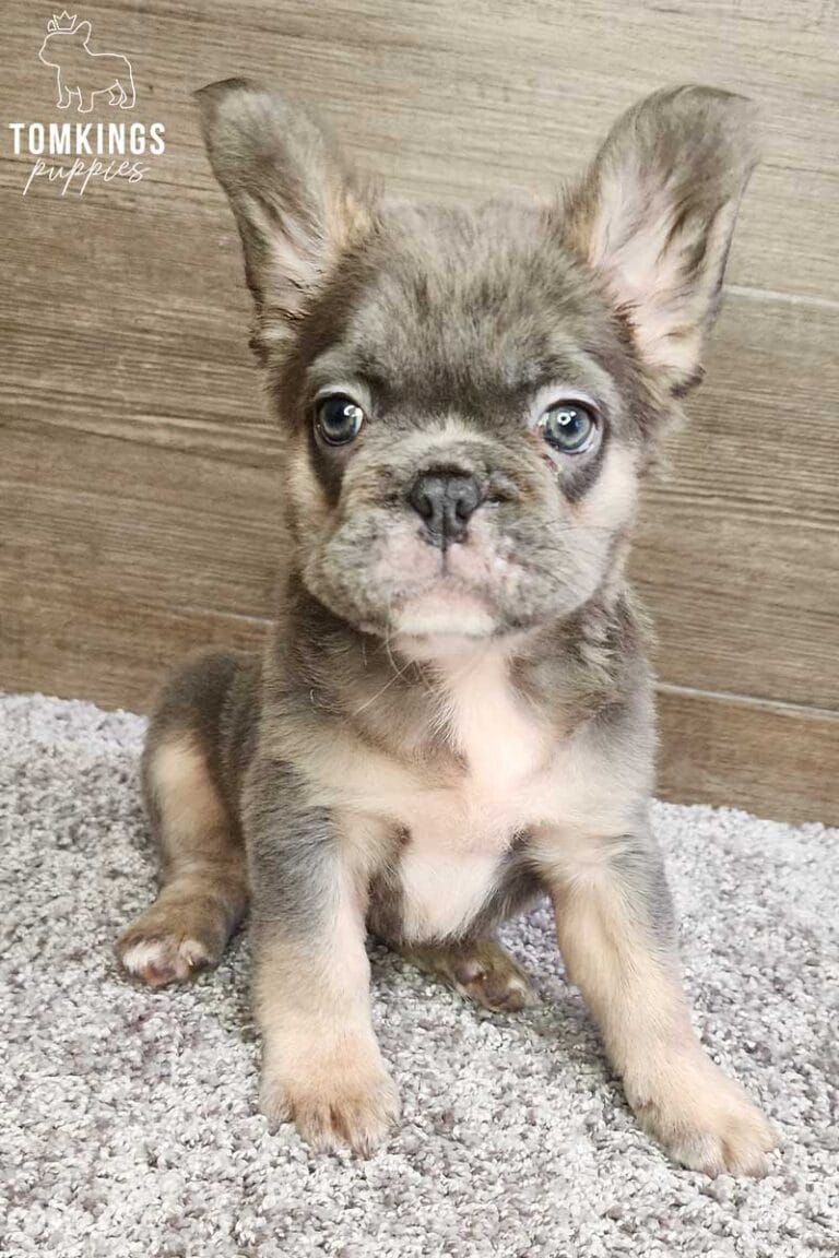 Giselle, available Fluffy French Bulldog puppy at TomKings Puppies