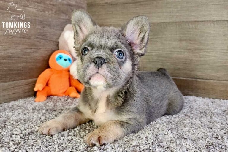 Giselle, available Fluffy French Bulldog puppy at TomKings Puppies