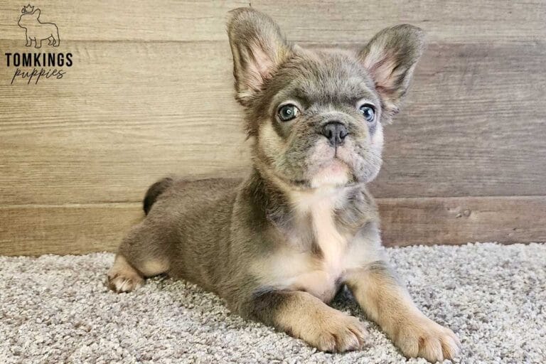 Giselle, available Fluffy French Bulldog puppy at TomKings Puppies