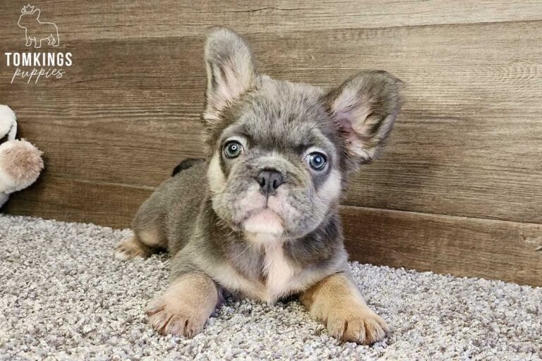 Giselle, available Fluffy French Bulldog puppy at TomKings Puppies