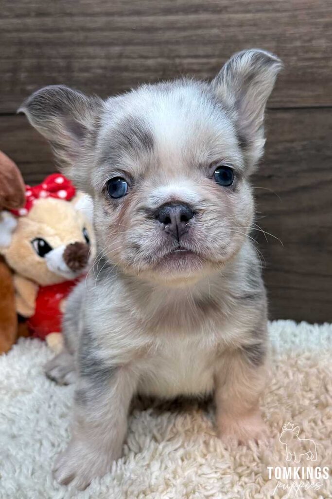 Giulia, available French Bulldog puppy at TomKings Puppies