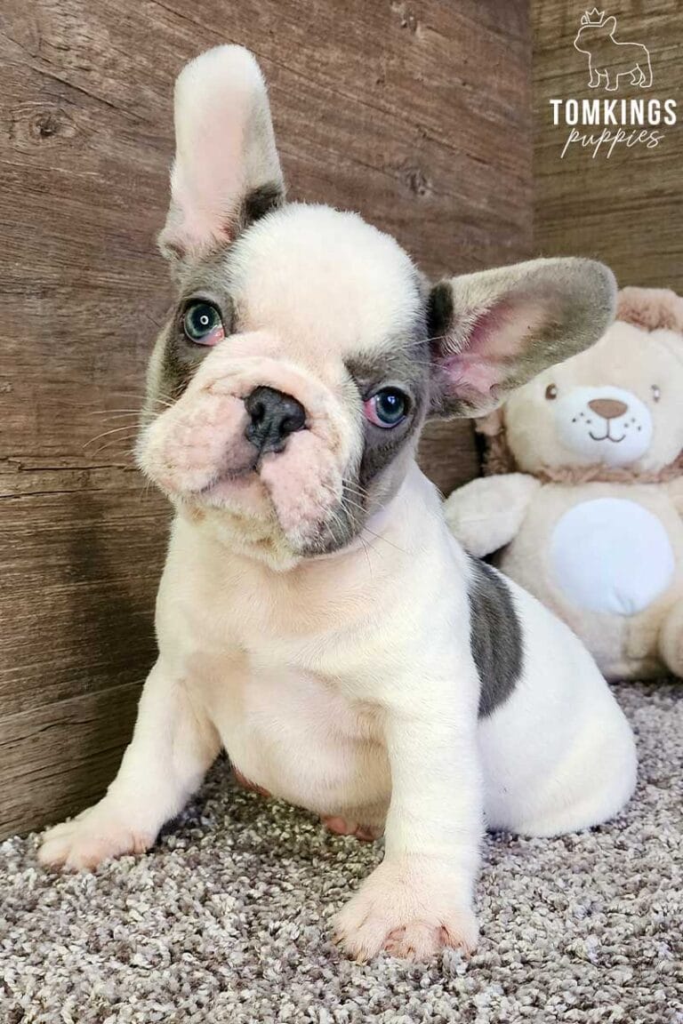 Harry, available French Bulldog puppy at TomKings Puppies