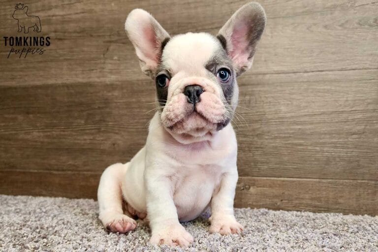 Harry, available French Bulldog puppy at TomKings Puppies